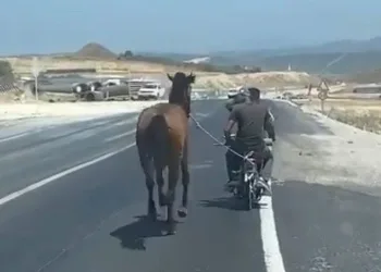 Bursa’da atı motosiklete bağlayarak götürdü