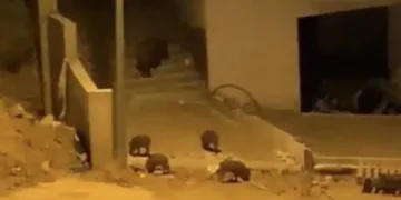 Bursa’da aç kalan domuzlar şehre indi