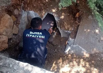 Bursa’da zifte yapışan anne köpek ve yavruları kurtarıldı