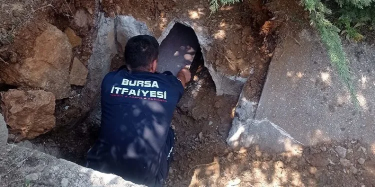 Bursa’da zifte yapışan anne köpek ve yavruları kurtarıldı