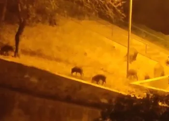 Bursa’da aç kalan domuzlar şehre indi