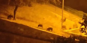 Bursa’da aç kalan domuzlar şehre indi