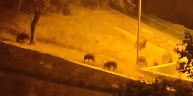 Bursa’da aç kalan domuzlar şehre indi