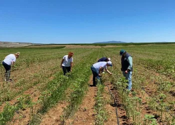 Eskişehir’de çayır tırtılı istilası