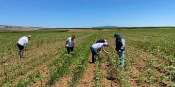 Eskişehir’de çayır tırtılı istilası