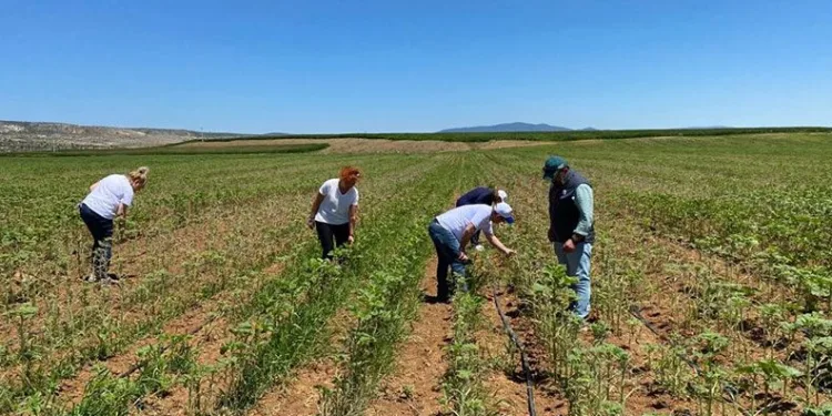 Eskişehir’de çayır tırtılı istilası