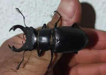 Elazığ’da geyik böceği görüntülendi