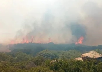Çanakkale’de orman yangını