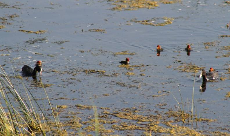 Kuş türleri Beyşehir Gölü’ne akın ediyor