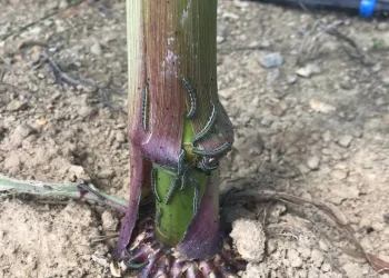 Çanakkale’de tırtıl istilası