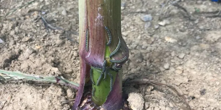 Çanakkale’de tırtıl istilası