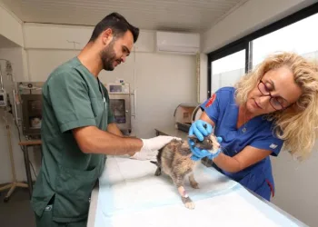 Nilüfer’de sokak kedilerine donanımlı klinik