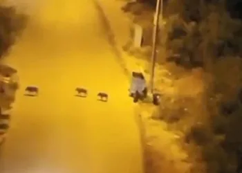 Bursa’da aç kalan domuzlar şehre indi