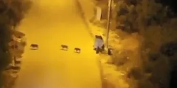 Bursa’da aç kalan domuzlar şehre indi