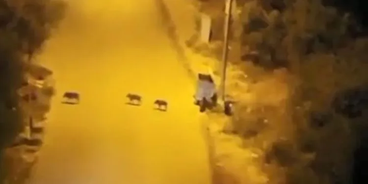 Bursa’da aç kalan domuzlar şehre indi