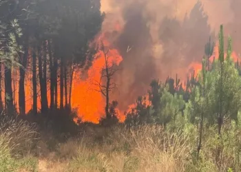 Fransa’daki yangınlarda 4 bin hektar alan kül oldu