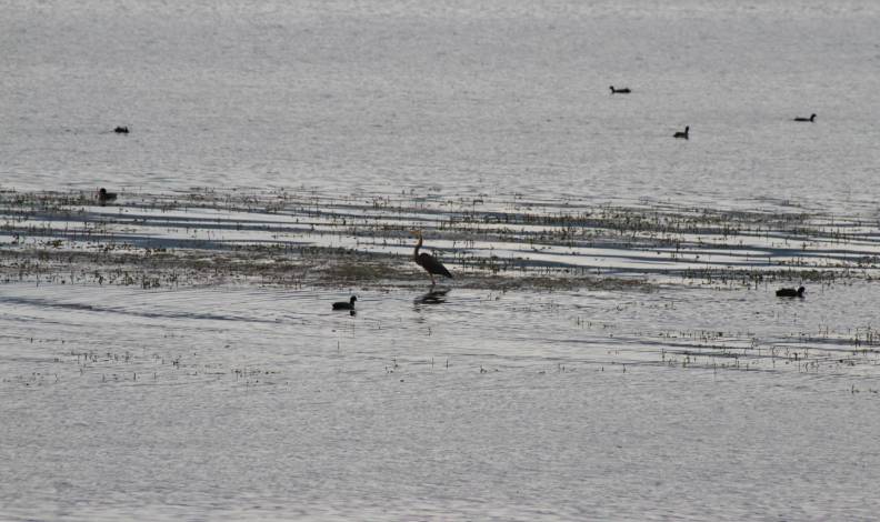 Kuş türleri Beyşehir Gölü’ne akın ediyor