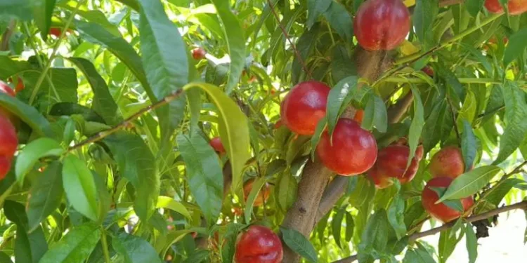 Bursa’da şeftali hasadı başladı