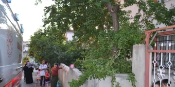 Kayısı yemek için tırmandığı ağaçtan düştü