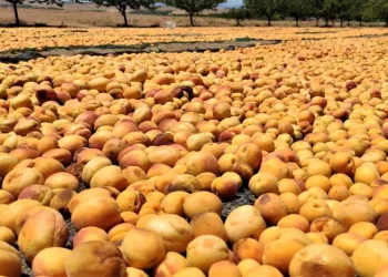 Güneşin altın yumurtasında hasat başladı