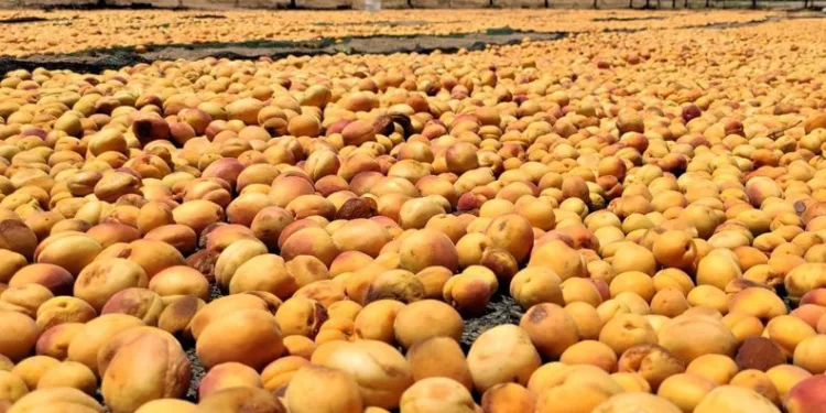 Güneşin altın yumurtasında hasat başladı