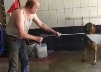 Bursa’da hava sıcaklığı hayvanları da etkiledi