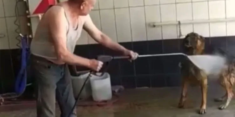 Bursa’da hava sıcaklığı hayvanları da etkiledi