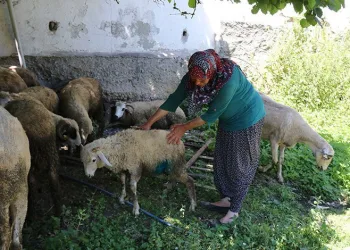 Ormana bırakılan köpekler koyunlara saldırdı