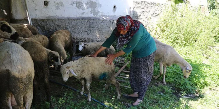 Ormana bırakılan köpekler koyunlara saldırdı