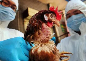 İngiltere’de kuş gribi alarmı