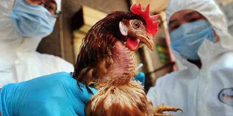 İngiltere’de kuş gribi alarmı