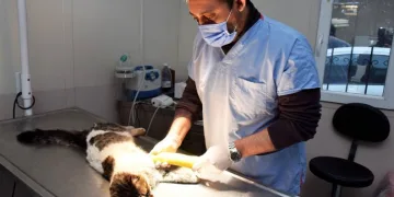 Yıldırım’da sokak hayvanları emin ellerde