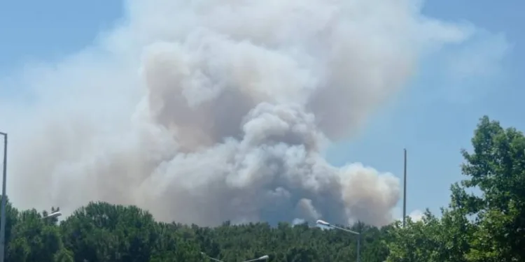 Manisa’da orman yangını