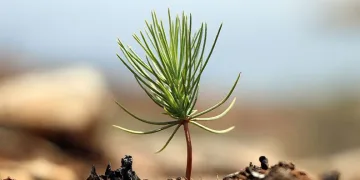 Muğla büyük orman yangınının 1’inci yılı
