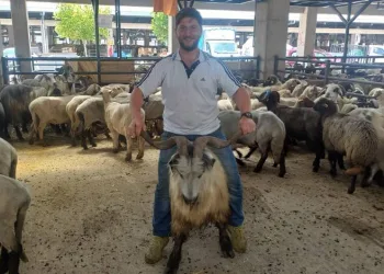 Bursa’da koçlara kafa tutan keçi