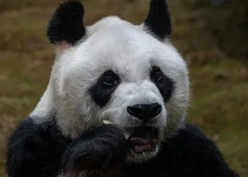 Dünyanın en yaşlı erkek pandası öldü