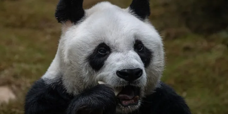 Dünyanın en yaşlı erkek pandası öldü