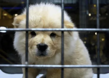 Petshoplar ile ilgili yeni karar