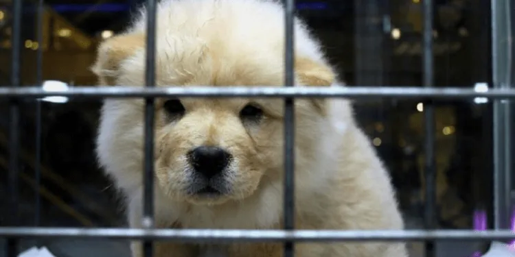 Petshoplar ile ilgili yeni karar