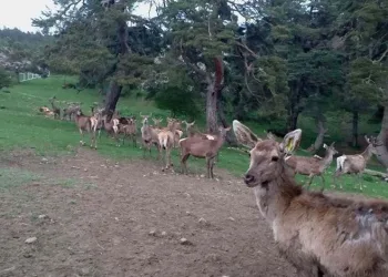 8 geyik üretilerek doğaya salındı