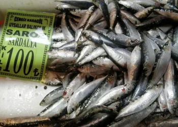 Sardalyanın kilosu 100 liraya düştü