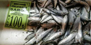 Sardalyanın kilosu 100 liraya düştü