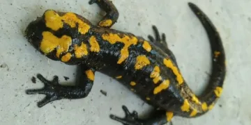 Sarı benekli semender Amanoslar’da görüntülendi