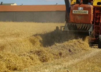 6 bin yıllık ata tohumları hasat edildi