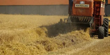6 bin yıllık ata tohumları hasat edildi