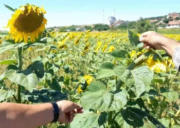 Bursa’da ayçiçeği tarlaları tırtıl istilası altında