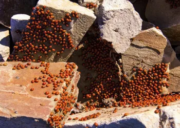 Uğur böceği kolonisinden görsel şölen