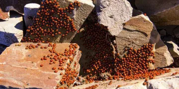 Uğur böceği kolonisinden görsel şölen