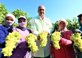 Manisa’da üzüm hasadı başladı
