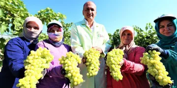 Manisa’da üzüm hasadı başladı